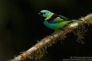 BRAZIL - ATLANTIC RAINFOREST